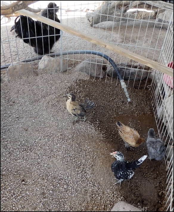 4 bantam chicks with adult rooster